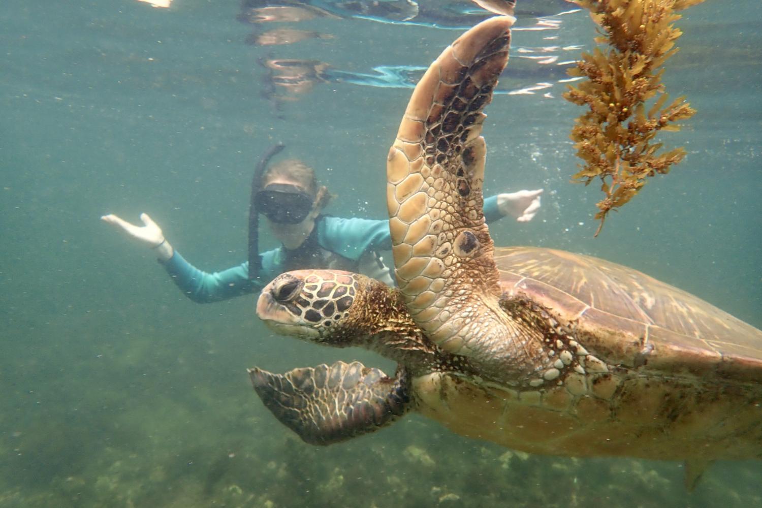 一名<a href='http://cjbr.manopromotion.com'>博彩网址大全</a>学生在Galápagos群岛游学途中与一只巨龟游泳.